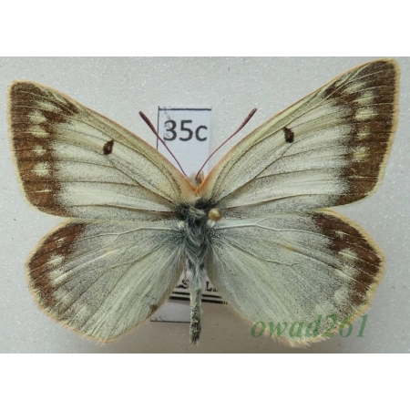 Colias grumi burchana Mrácek & Schulte, 1991 China35c